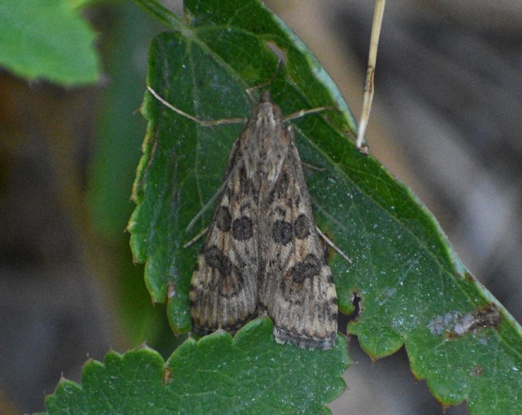 Falena da identificare: Nomophila noctuella - Crambidae